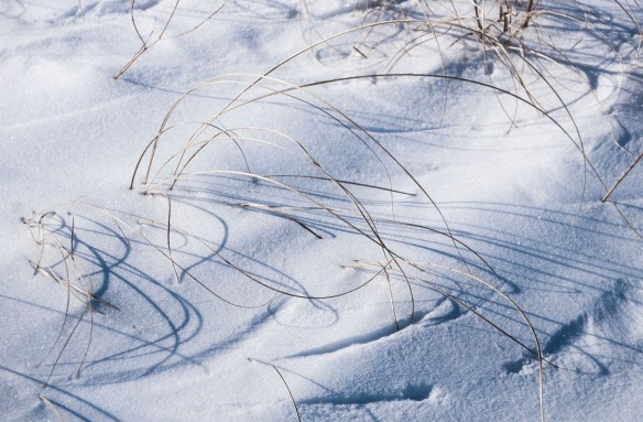 Tips of prairie grass leave wind-etched "poems" in the winter snow.