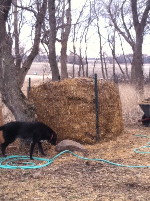 Vega inspects the coop compost