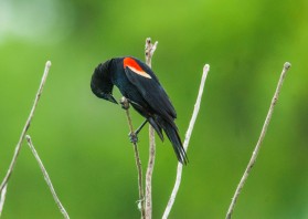 June - redwing blackbird in nearby wetland.